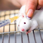 miniatura-experimentation