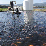 miniatura-fish-farming