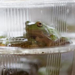 miniatura-higher-education