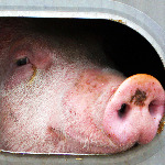 miniatura-journey-slaughterhouse