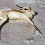 miniatura-malnutrition