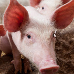 miniatura-pig-farming