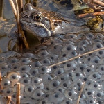 miniatura-population