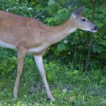 miniatura-rather than ecosystems