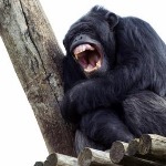 miniatura-rather than species