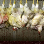 miniatura-slaughterhouses