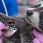 miniatura-vaccinating