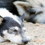 miniatura-vegan-food-animals