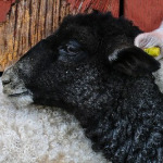 miniatura-vegan-tips