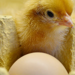 miniatura-veganism-faq