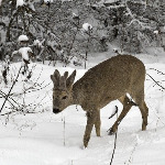 miniatura-welfare-biology