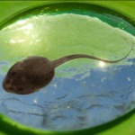 miniatura-what is sentience