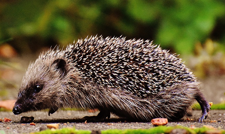 grey hedgehog facing left