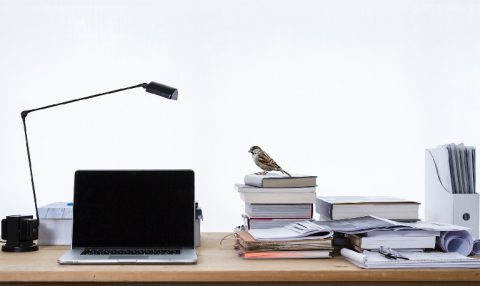 A Ética Animal está contratando um coordenador de pesquisa e divulgação em biologia do bem-estar